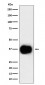 CD79b Antibody